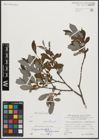 Foto von Salix appendiculata Vill. x Salix waldsteiniana Willd.